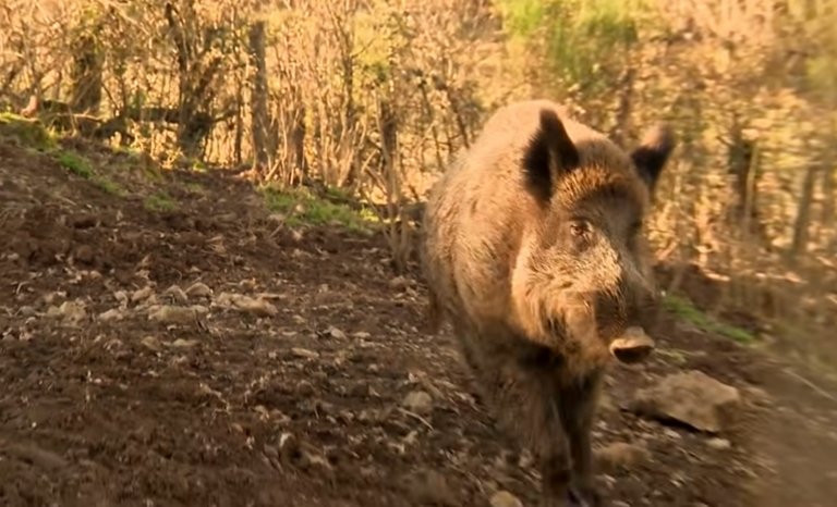 Après « Sauvez Willy », sauvez Maurice !