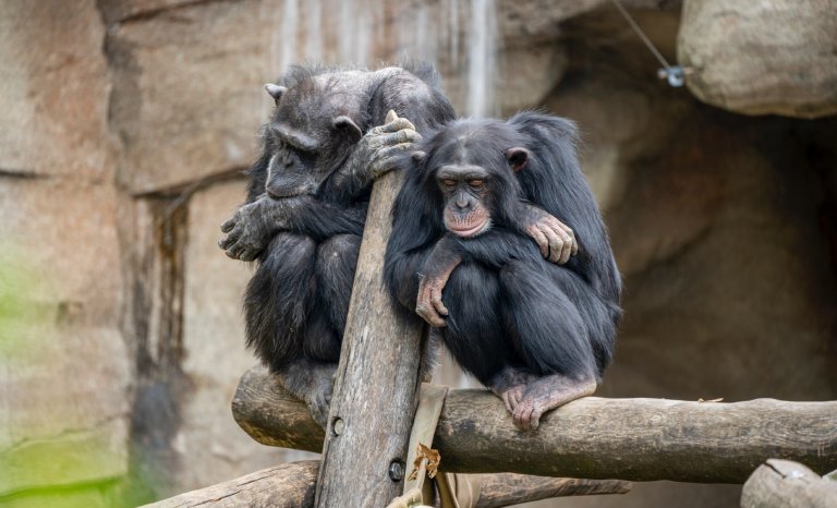 La désertion du sens