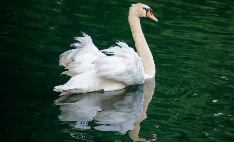 Irina Golovkina ou le chant du cygne de l&rsquo;aristocratie russe