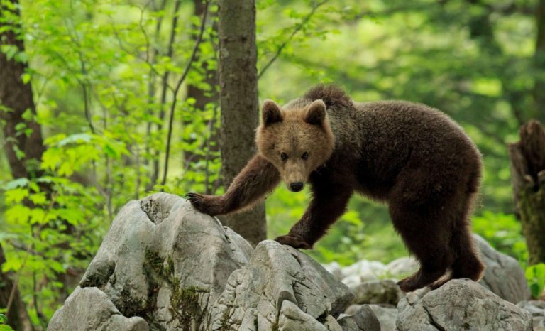 Ariège: l’Ours, un Roi déchu