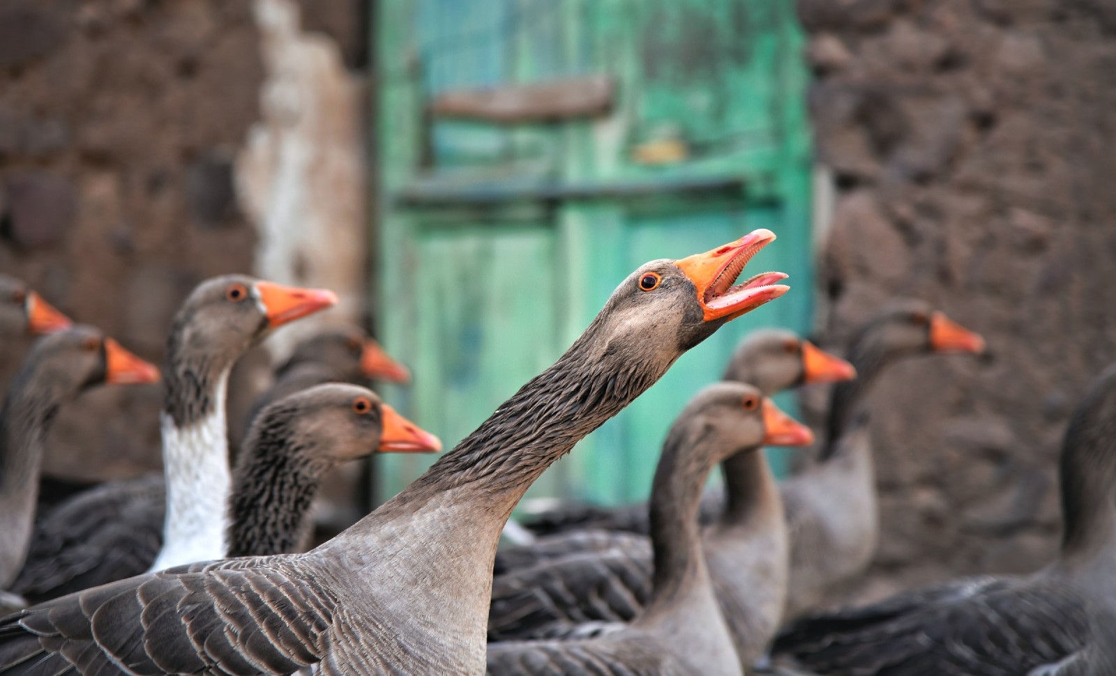 Plutôt que d’interdire le foie gras, mangeons-en moins mais mieux