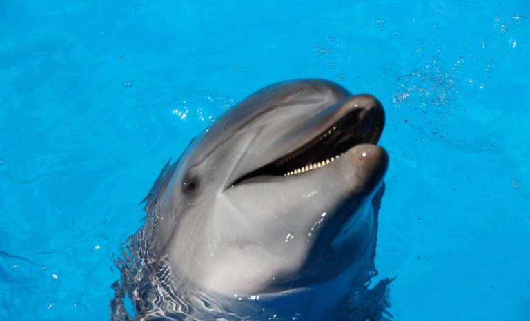 Les Juifs sont un peuple sournois et retors: ils ont envoyé un dauphin contre le Hamas!