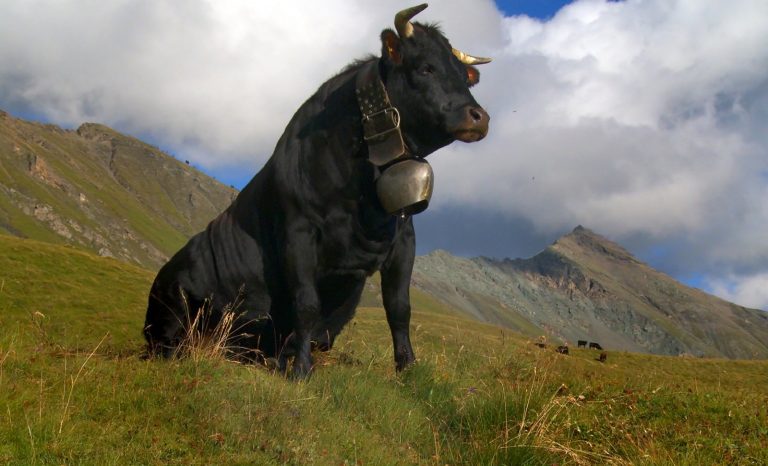 Tant qu’il y aura des films