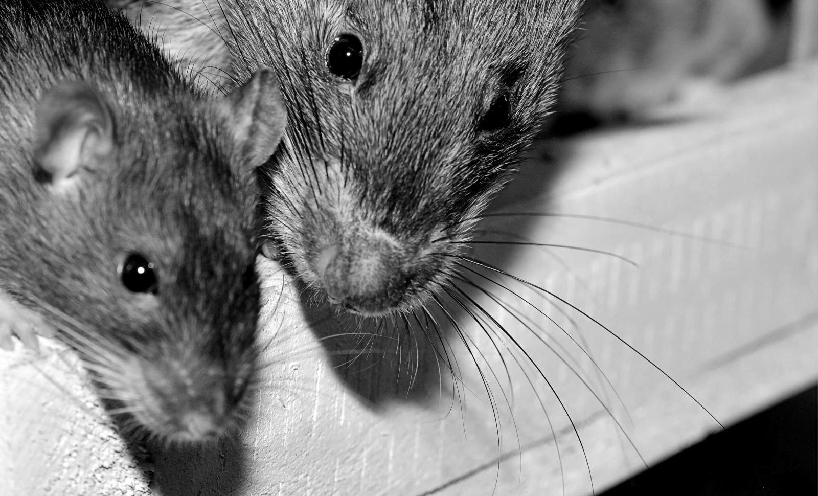 À Paris, une élue écologiste préfère parler de «surmulots» que de rats
