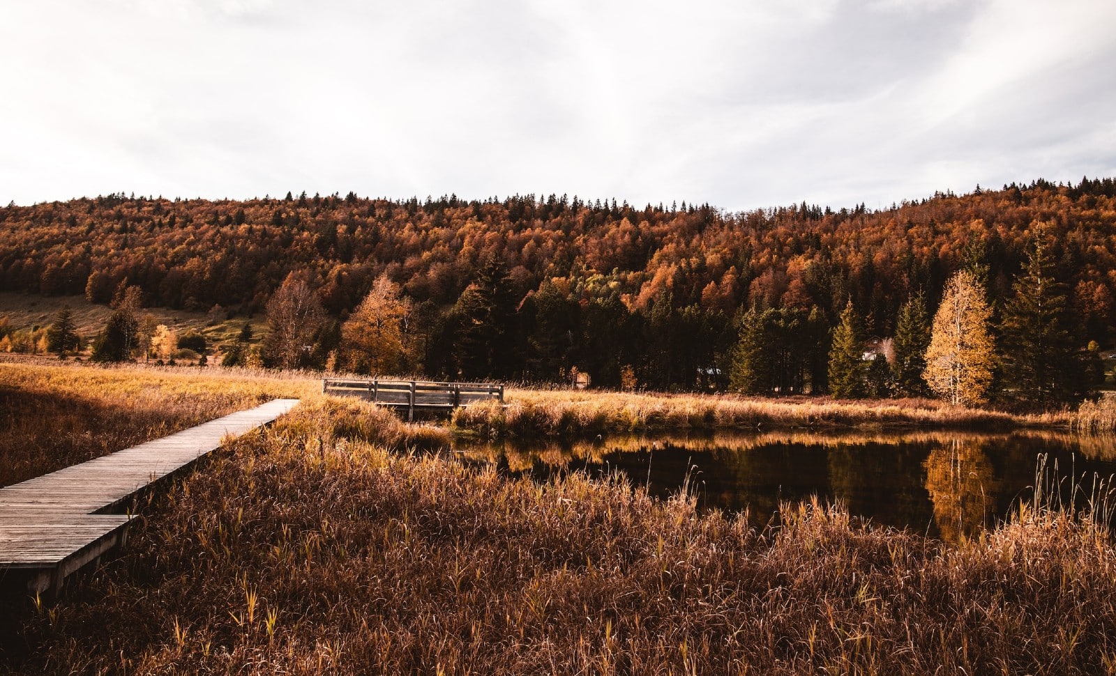 Extension du domaine du beau