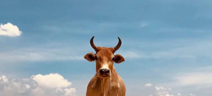 vache