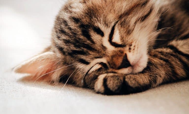 Le petit chat est mort…