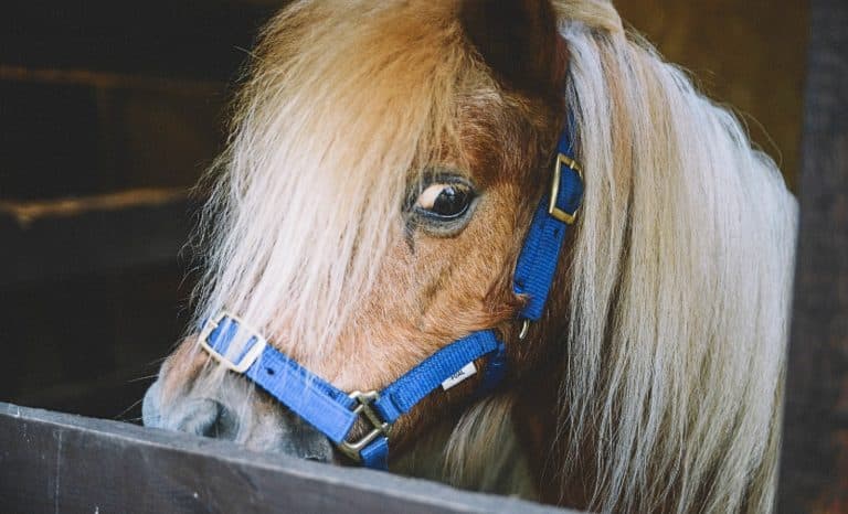 Annie aime les sucettes et Bécassine les poneys