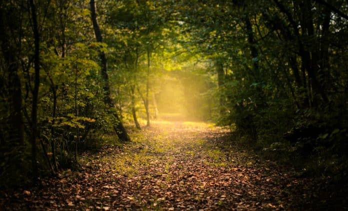 gestion-forets-france