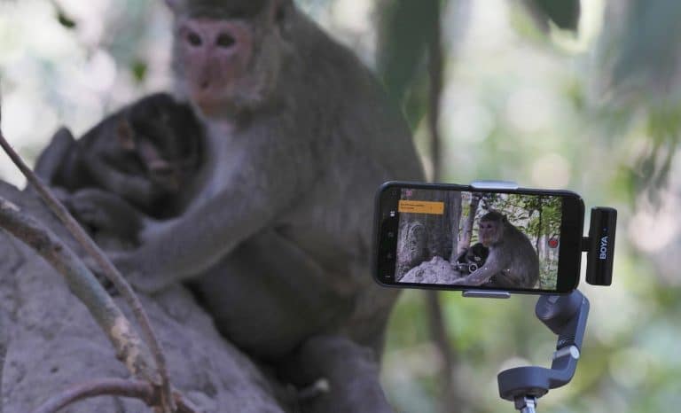 L&rsquo;homme, ce singe dénaturé