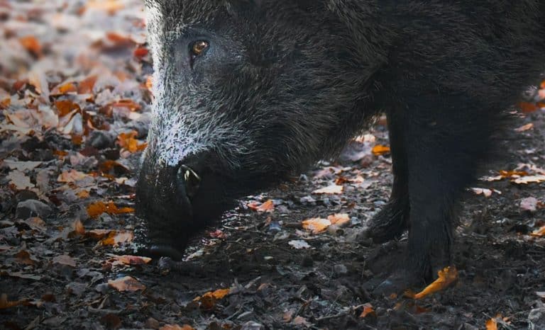 Les chasseurs du Sud-ouest mettent crosse en l’air