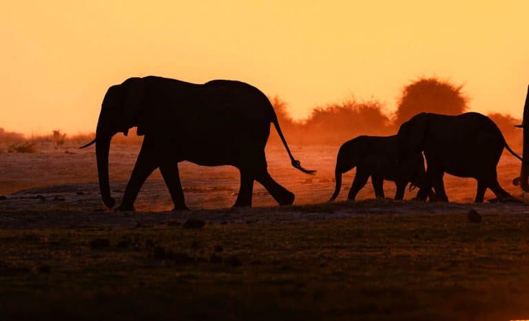 Défense d’éléphants