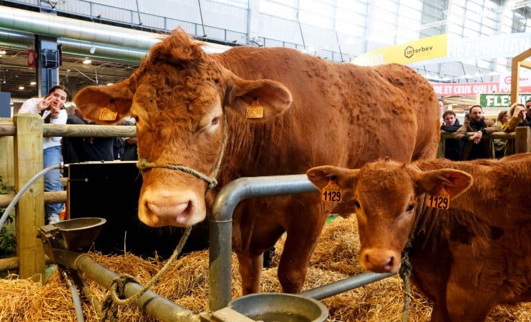 Le champ des partisans