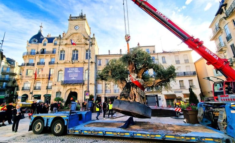 Béziers: un olivier, et pas n&rsquo;importe lequel