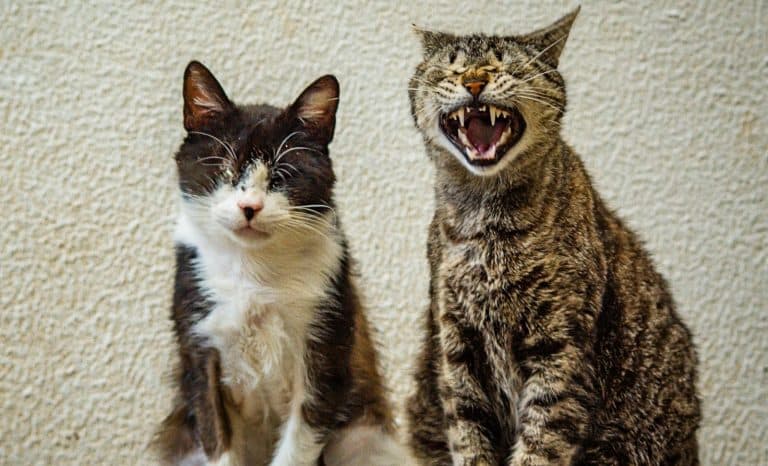 Ce que le réel révèle: la fracture, la peur, le déni — ou l’insoutenable légèreté de l’élite française