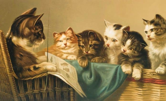 ecole-chats