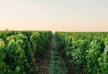 Champagne: la revanche des «petits»