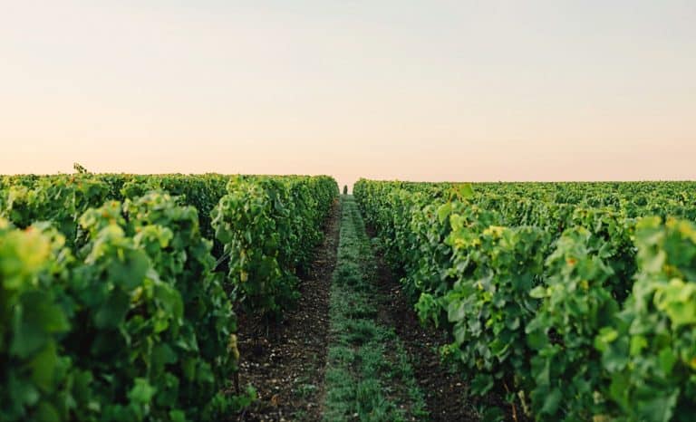 Champagne: la revanche des «petits»