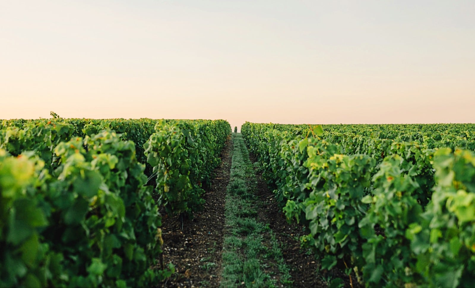 Champagne: la revanche des «petits»