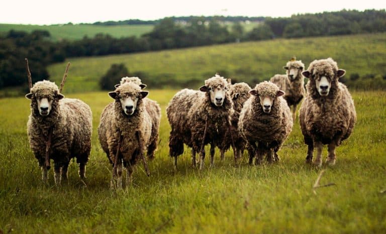 « I Wool Survive »: quand on sort les béliers du placard de force