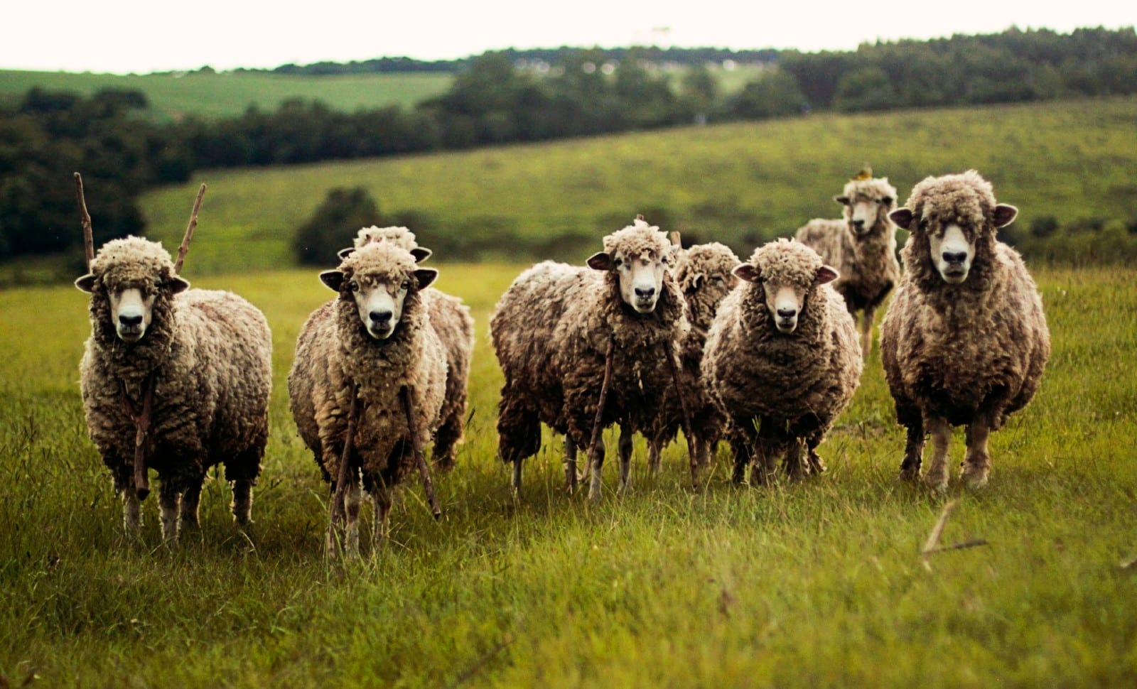 « I Wool Survive »: quand on sort les béliers du placard de force