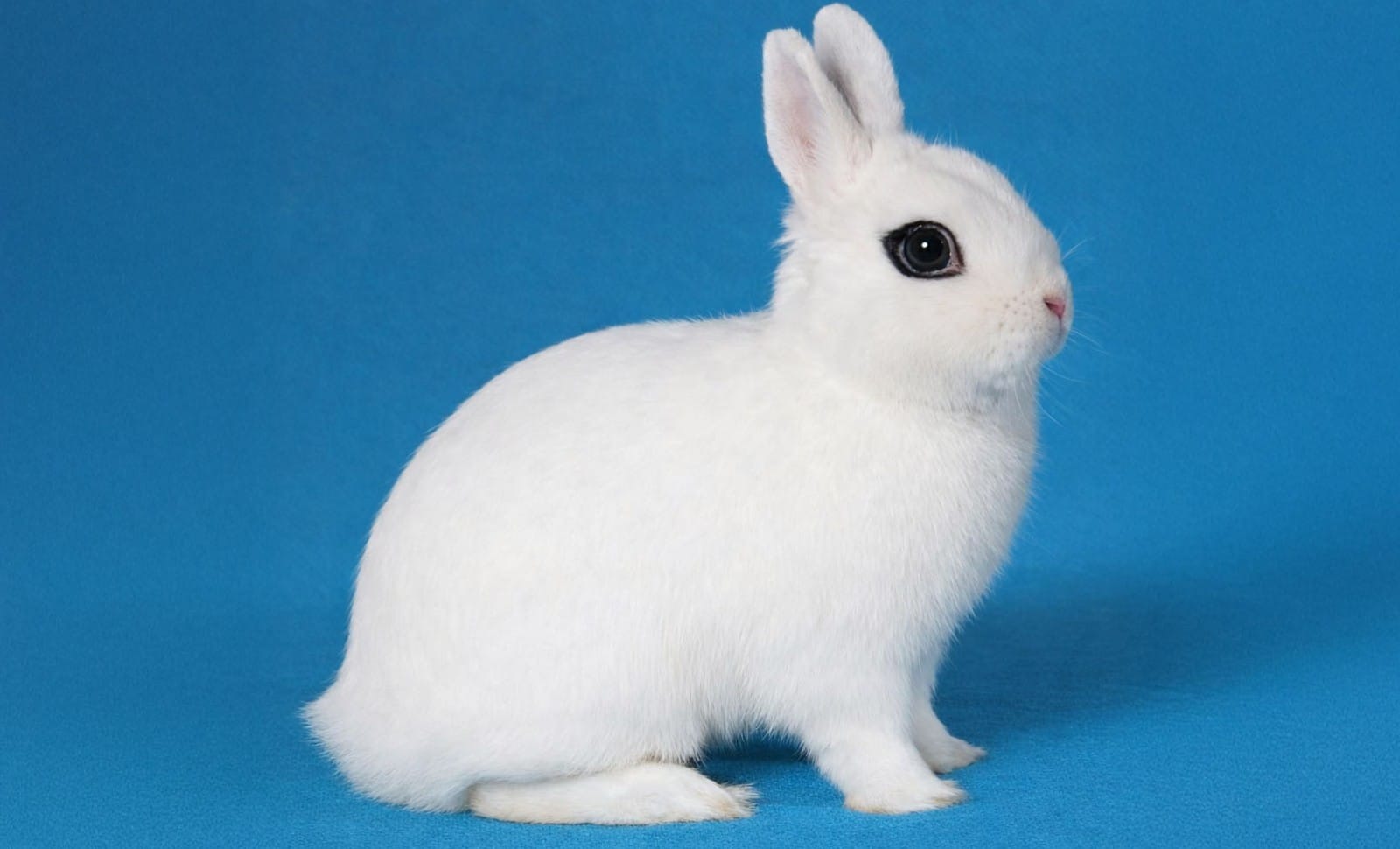 Des Verts trop blancs