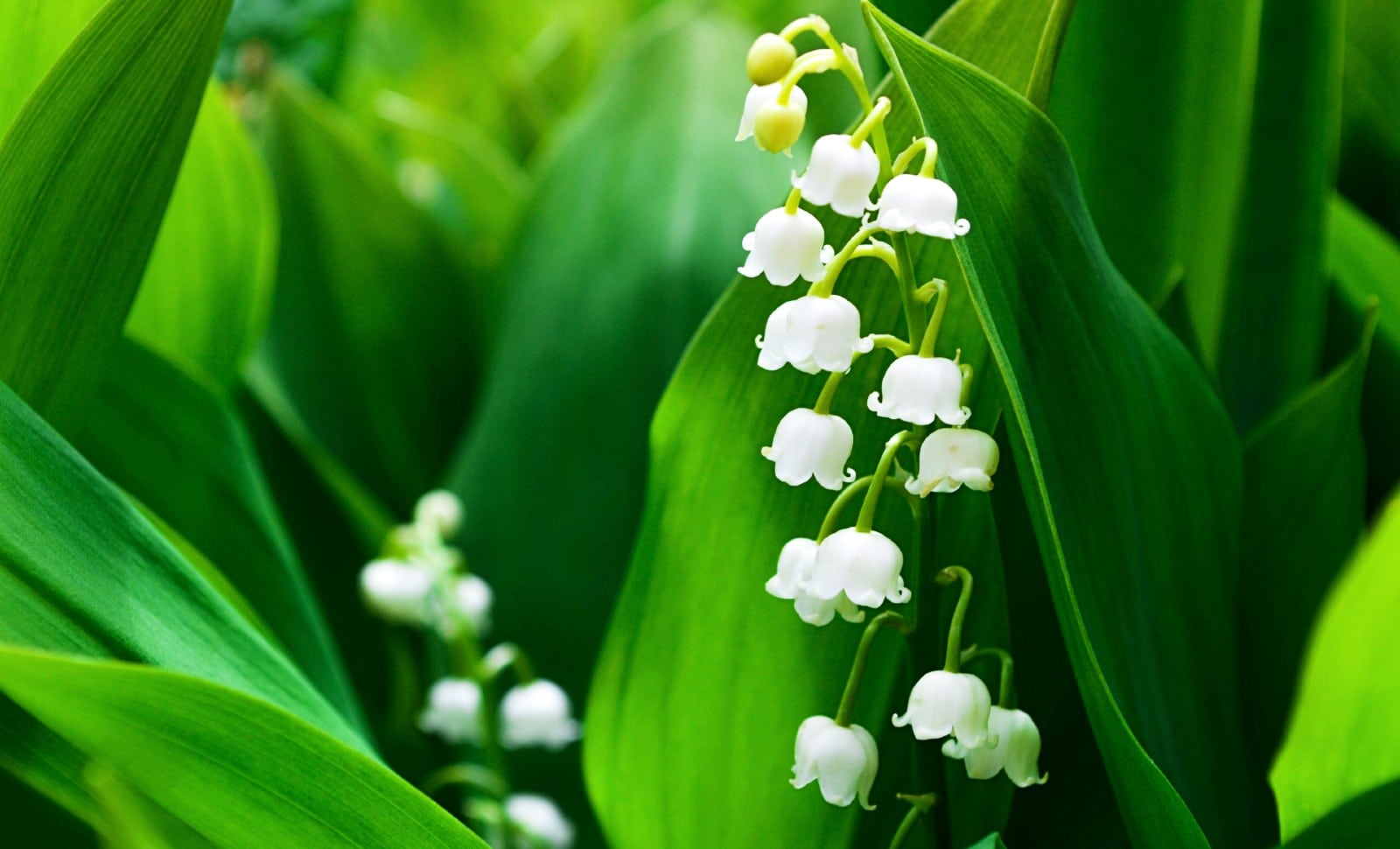 Au Premier mai, fais ce qu’il te plaît!