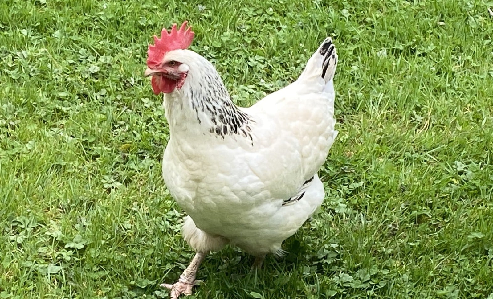 Je n’ai d’œufs que pour elle!