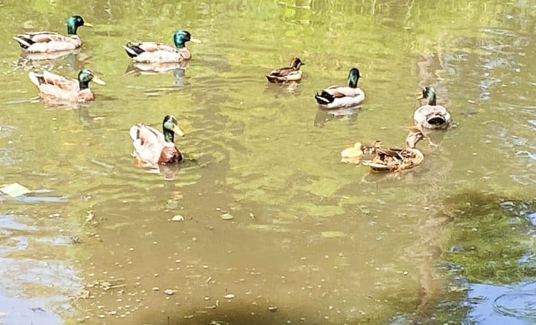 Un brave et une mare aux canards à Gentelles