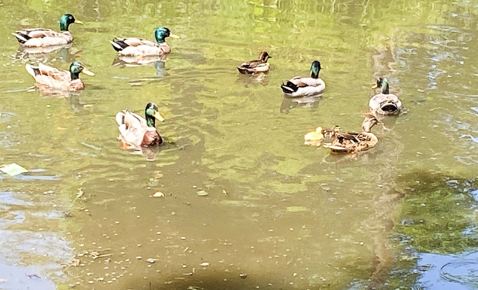 Un brave et une mare aux canards à Gentelles