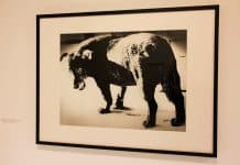 Daido Moriyama: la photo de l’extase