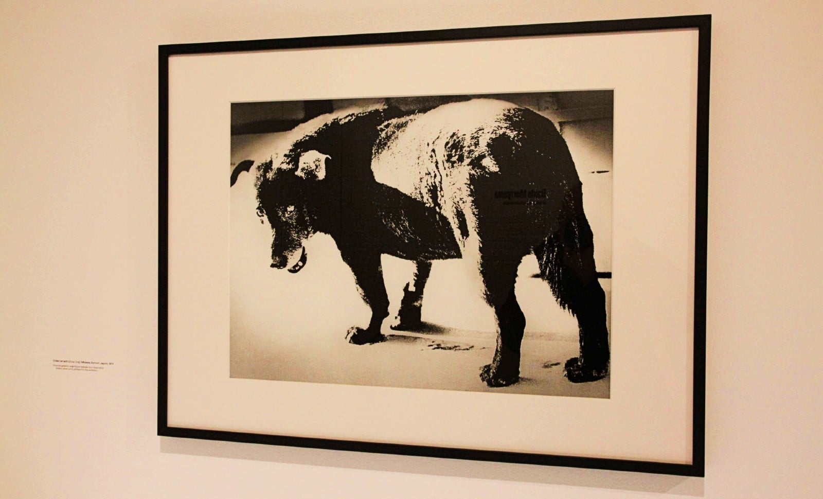 Daido Moriyama: la photo de l’extase