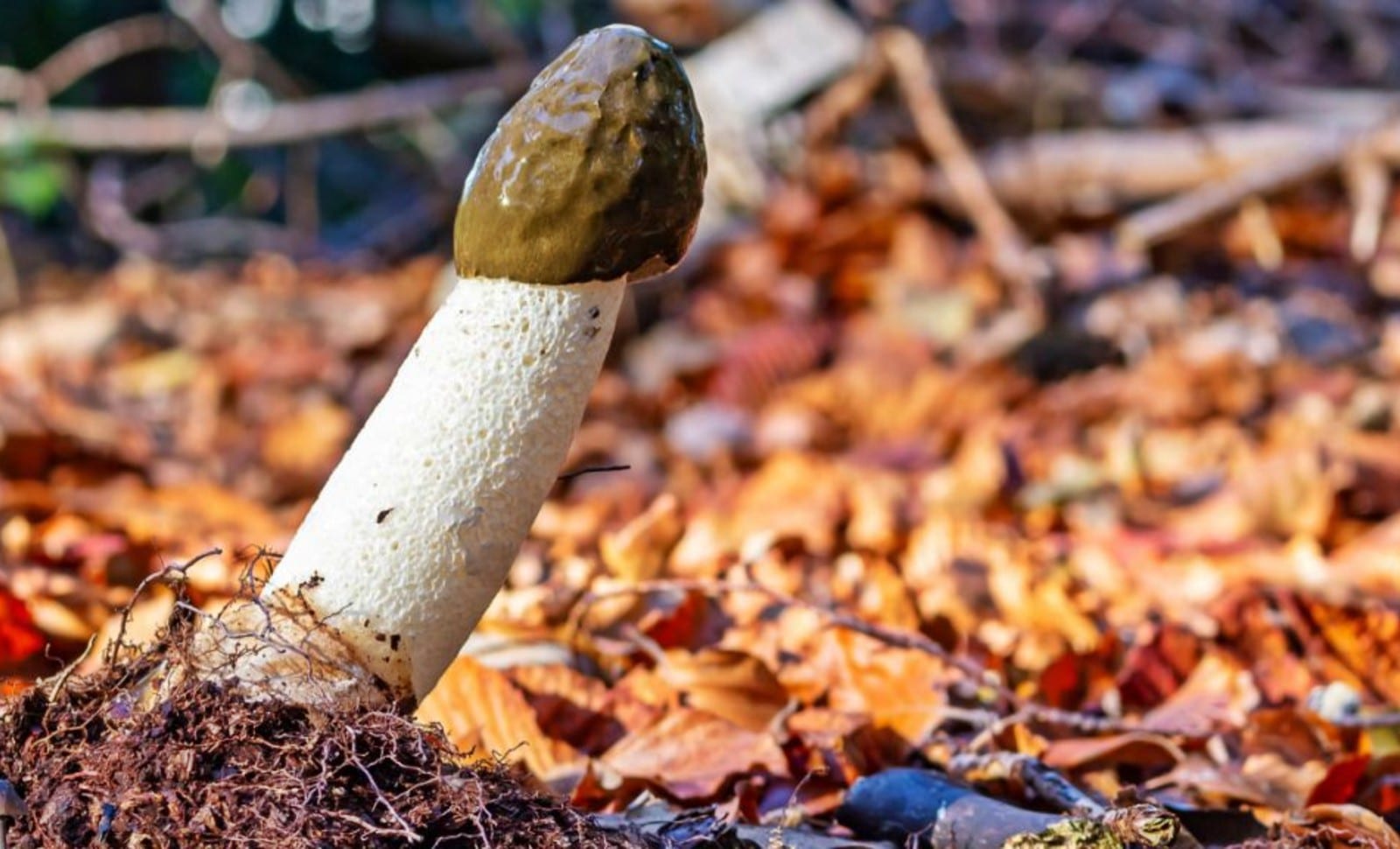 Le pistil en procès