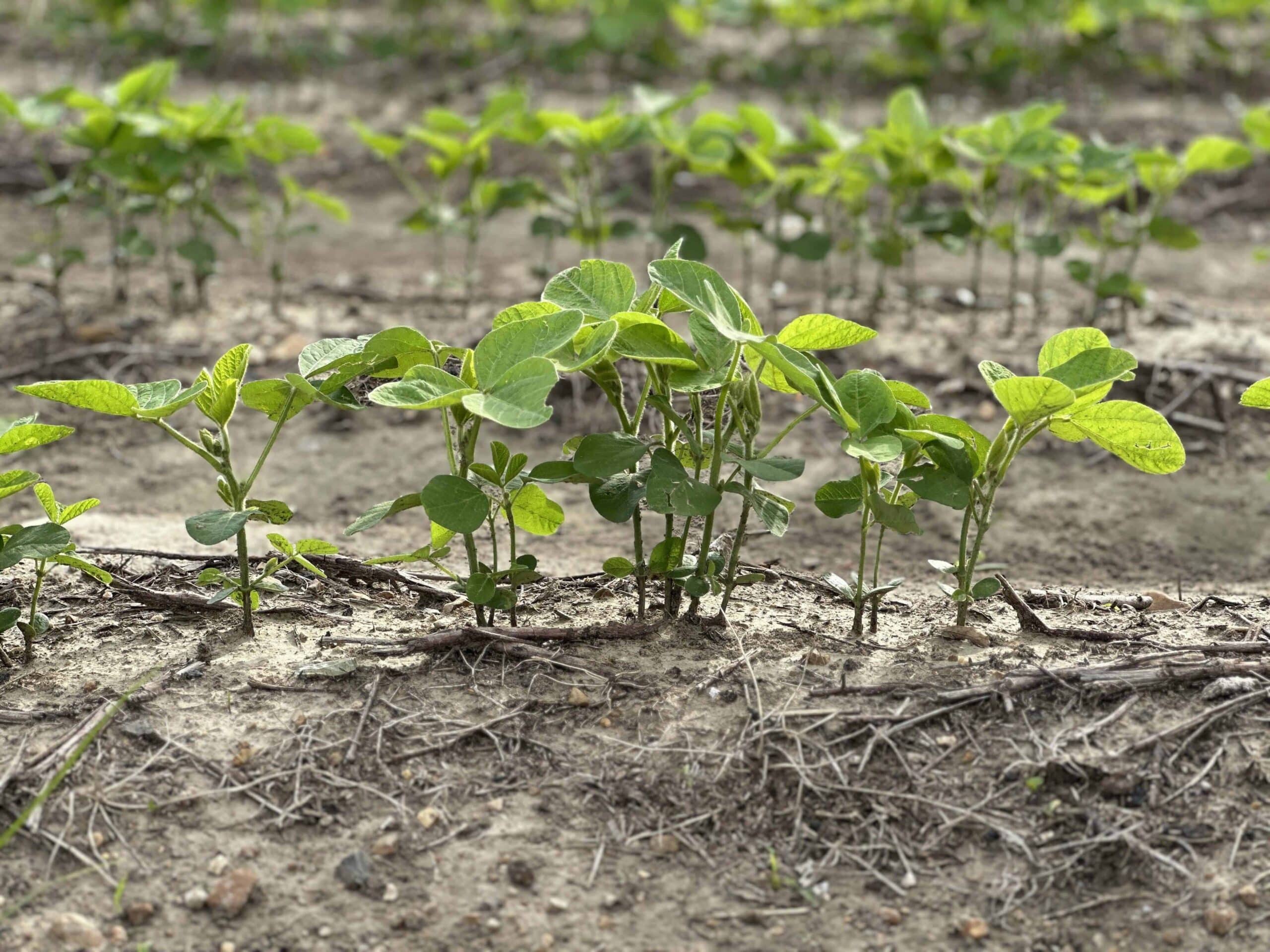 Du coton aux Afrikaners : le nouveau visage racial du travail agricole dans le Mississippi
