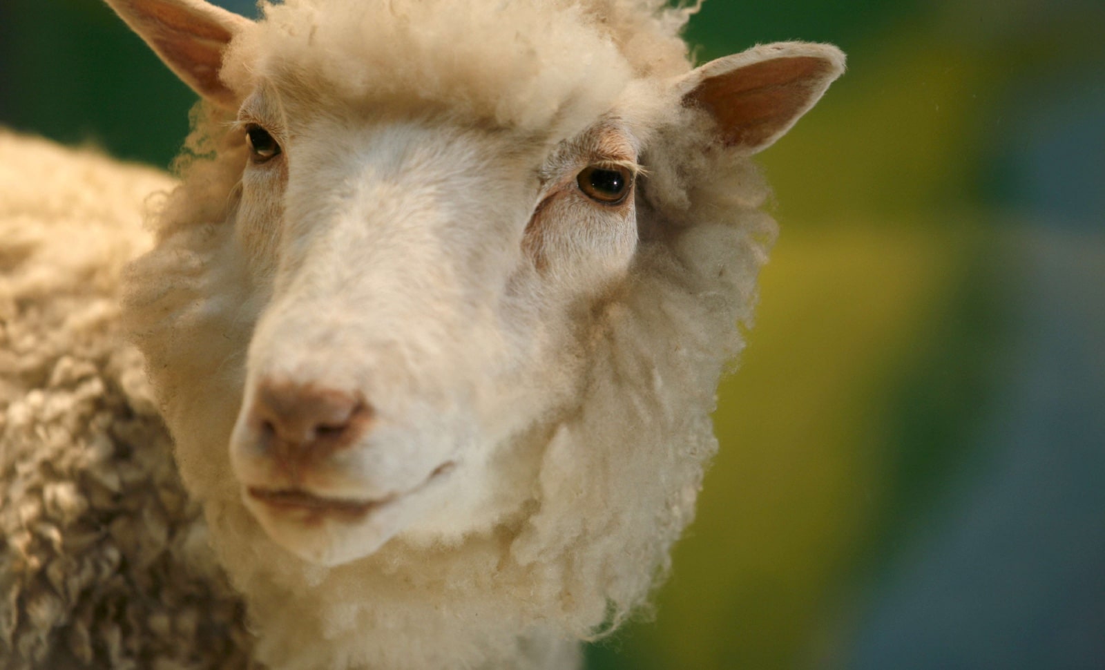 Dolly, trente ans après : où sont passées les armées de clones ?