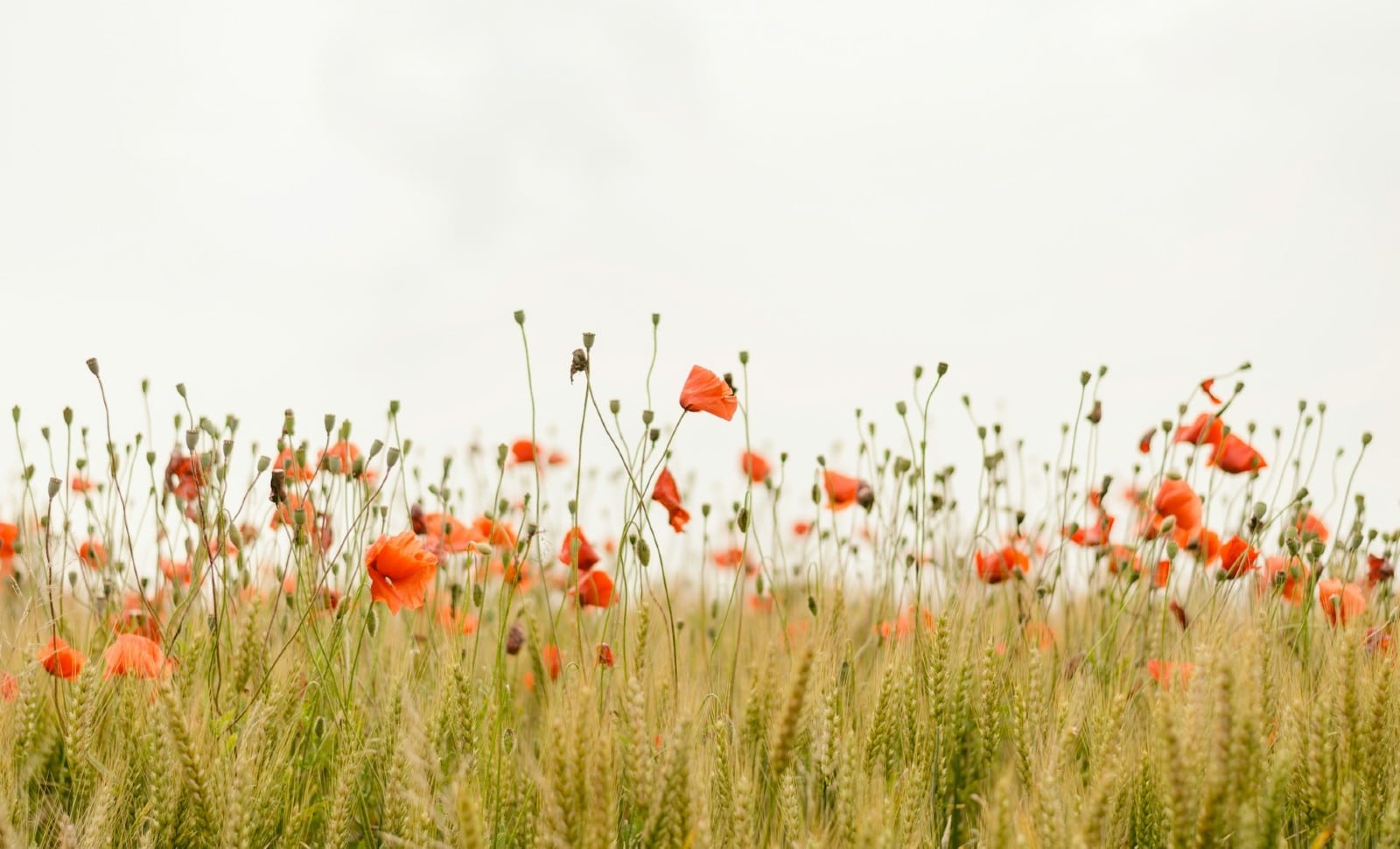 Biodiversité, l’alibi de la référence scientifique