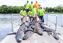 Alligator Dundee